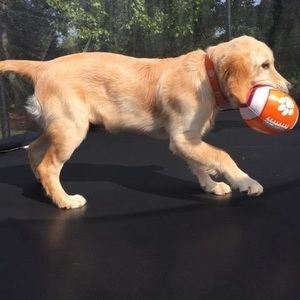 Meet your Posher, Chazz